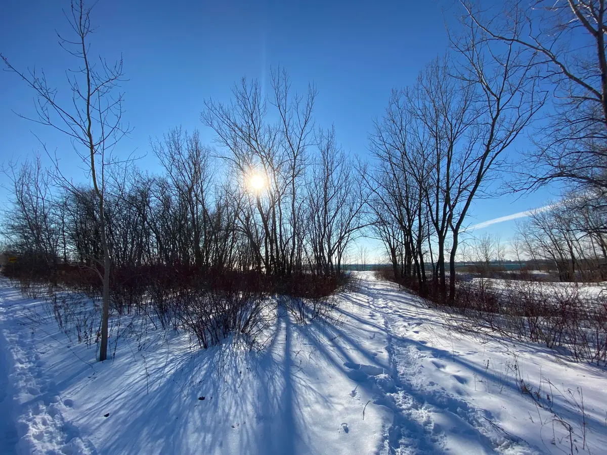 A snowy trail between bare trees, with the low winter sun shining through the branches